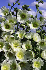 Hollyhock. Halo White 25 seeds