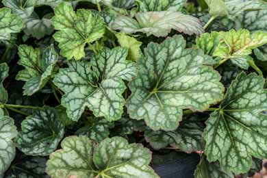 Heuchera. Marvelous Marble Silver 25 seeds
