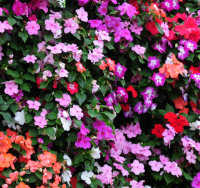 Impatiens. Dezire Select Mixed 30 seeds