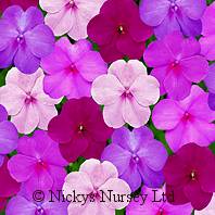 Impatiens. Dezire Mystique Mixed 30 seeds