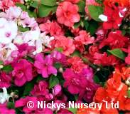 Impatiens. Athena Mixed 15 seeds
