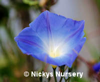 Ipomoea. Heavenly Blue 40 seeds