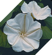 Ipomoea. Alba 30 seeds