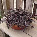 Iresine. Purple Lady 10 seeds