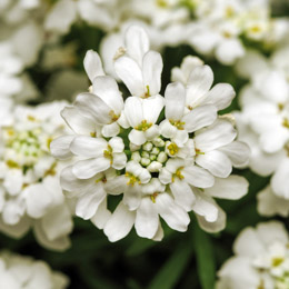 Iberis. Whiteout 50 seeds