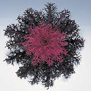 Ornamental Kale. Red Peacock 30 seeds