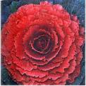 Ornamental Kale. Northern Lights RED 30 seeds