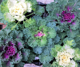 Ornamental Kale. Northern Lights FRINGED Mixed 30 seeds