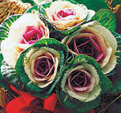 Ornamental Kale. Crane Bicolour 25 seeds