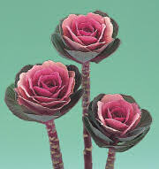 Ornamental Kale. Crane Pink 25 seeds