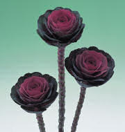 Ornamental Kale. Crane Red 25 seeds