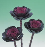 Ornamental Kale. Crane Rose 25 seeds