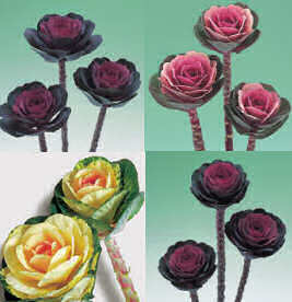 Ornamental Kale. Crane Mixed 25 seeds