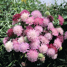 Knautia. Melton Pastels 30 seeds