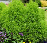 Kochia. Trichophylla 400 seeds