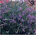Laurentia. Blue Star 50 seeds