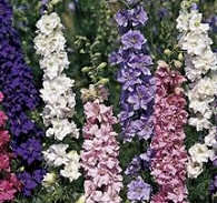 Larkspur. Sublime Formula Mixture 320 seeds