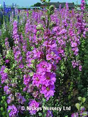 Larkspur. Sublime Bright Pink 320 seeds