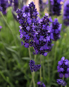 Lavender. Blue Spear 50 seeds
