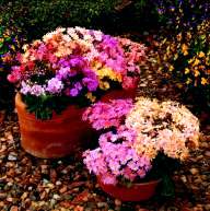 Lewisia. Sunset Strain 25 seeds