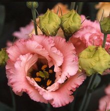 Lisianthus. Falda Salmon 20 pellets