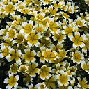 Limnanthes. Douglasii 180 seeds