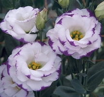 Lisianthus. Arena Blue Picotee 20 pellets