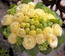 Lisianthus. Croma Yellow 20 pellets