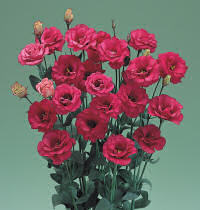 Lisianthus. Arena Red 20 pellets