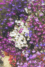 Lobelia. Regatta Mixed 1000 seeds