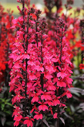 Lobelia. Starship Deep Rose 25 seeds