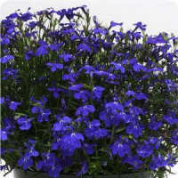 Lobelia. Blues Brothers 100 Multi seeded pellets