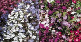 Lobelia. Wonderfall Mixed 400 seeds