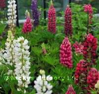 Lupin. Gallery Mixed 32 seeds