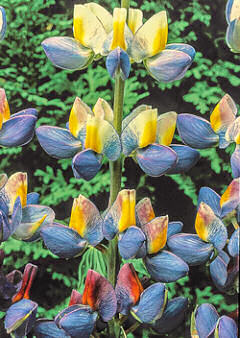 Lupin. Sunrise 25 seeds
