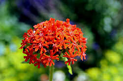 Lychnis Chalcedonica. Maltese Cross 400 seeds