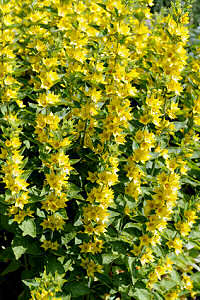 Lysimachia Punctata. Yellow Loosestrife 400 seeds