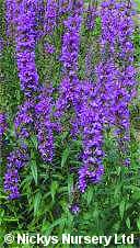 Lythrum. Rosy Gem 1000 seeds
