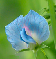 Sweet Pea. Sativus Blue  15 seeds