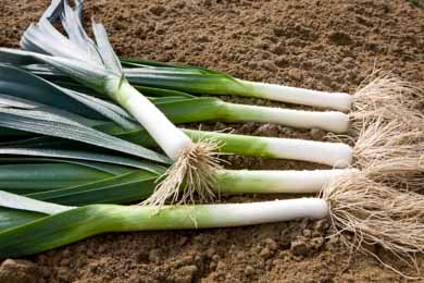 Leek Batter 25 seeds