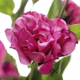 Lisianthus. Cessna Red 20 pellets