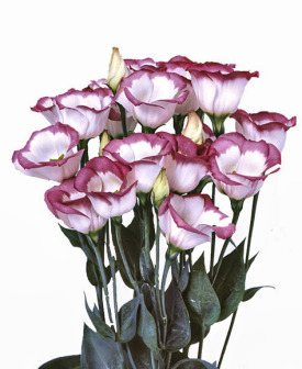 Lisianthus. Piccolo Hot Lips 15 pellets