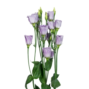 Lisianthus. Piccolo Lavender 15 pellets