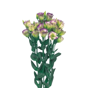 Lisianthus. Piccolo Northern Lights 15 pellets