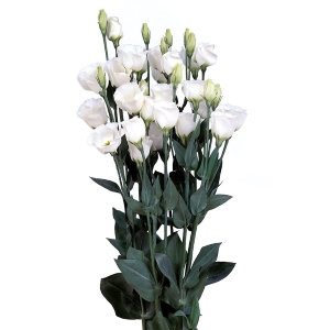 Lisianthus. Piccolo Pure White 15 pellets