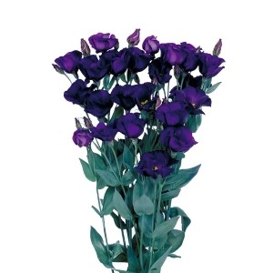 Lisianthus. Piccolo Violet 15 pellets