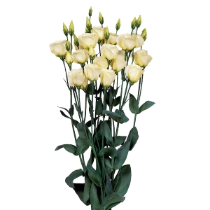 Lisianthus. Piccolo Yellow 15 pellets