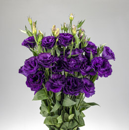 Lisianthus. Advantage Purple 20 pellets
