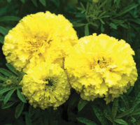 Marigold. Key Lime 25 seeds