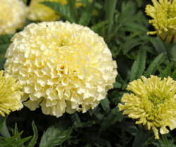 Marigold. Vanilla 15 seeds